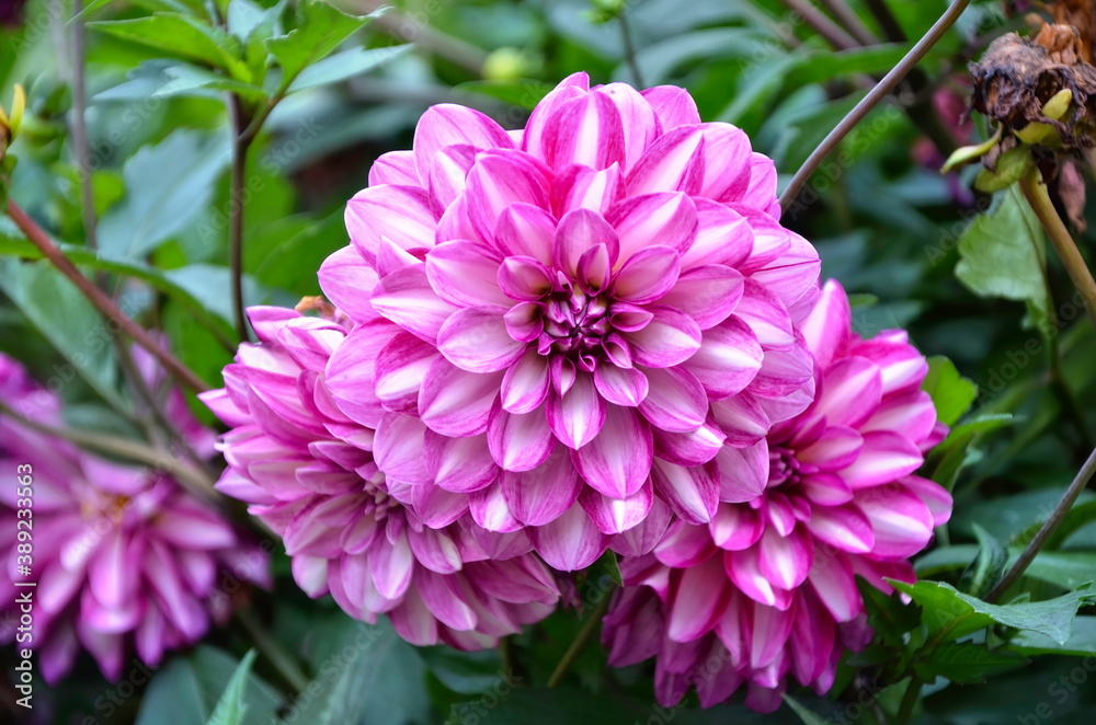 Pink-white petals of a large dahlia. Varietal plants in the garden. Blooming dahlia in summer. Bright pink flowers. Pink-white petals of a large dahlia. Varietal plants in the garden. Blooming dahlia in summer. Bright pink flowers.