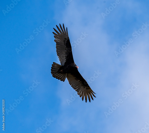 A turkey vulture. 