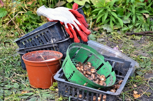Gardening tools for planting bulbous plants. Bulb boxes. Gardening gloves. Garden pots. Small flower bulbs.