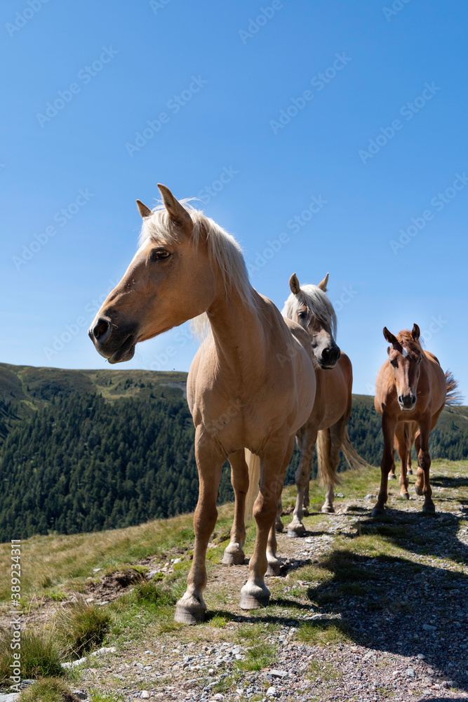 Haflinger Pferde am Weg in den Bergen ohne Menschen