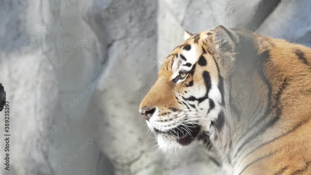 Tiger. The head of an Amur tiger lying in its enclosure at the zoo. Close-up shooting. Novosibirsk. Tiger. The head of an Amur tiger lying in its enclosure at the zoo. Close-up shooting. Novosibirsk.
