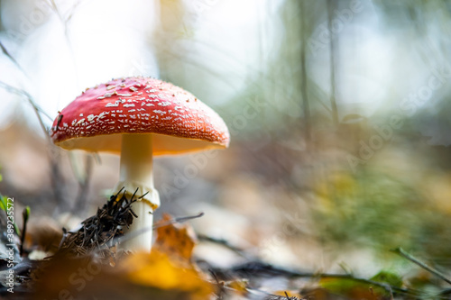 Red fly agaric poisonous mushroom growing in autumn forest.