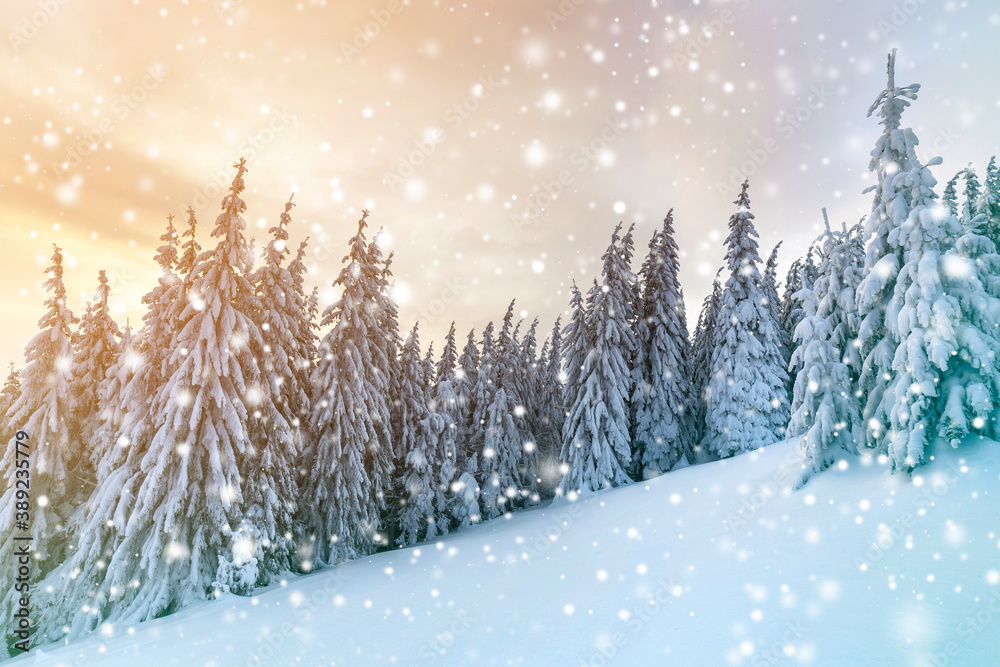 Beautiful winter mountain landscape. Tall dark green spruce trees covered with snow on mountain peaks and cloudy sky background.