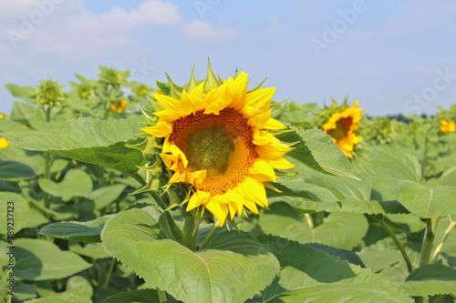 Fototapeta Naklejka Na Ścianę i Meble -  Field of sunflowers