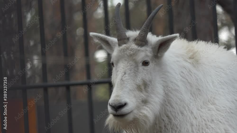 Zoo. Head of a Snow goat lying on a platform in an aviary, close-up Shooting. Novosibirsk. Zoo. Head of a Snow goat lying on a platform in an aviary, close-up Shooting. Novosibirsk.