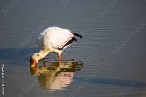 Yellow billed stork_6739