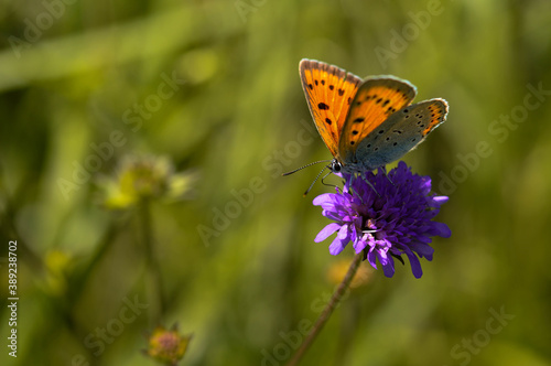 Orange and blue butterfly on a purple wildflower in nature, natural background.