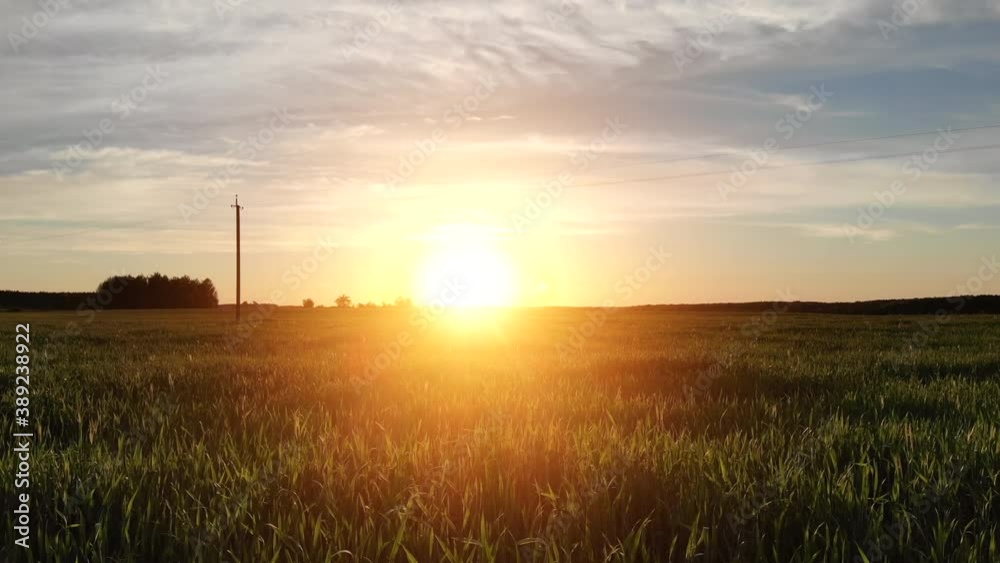 Green field of young wheat at sunset. Drone video. Green field of young wheat at sunset. Drone video.