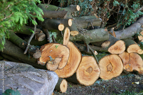 logs in garden