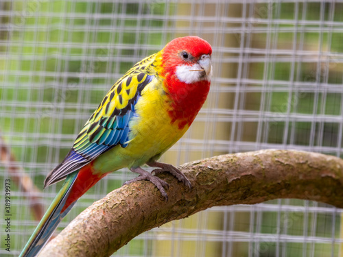 Colourful Eastern Rosella Perched on a Branch