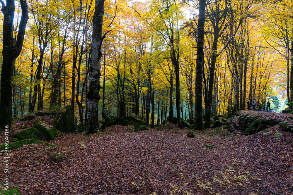 Il bosco di Val Masino in autunno il Lombardia