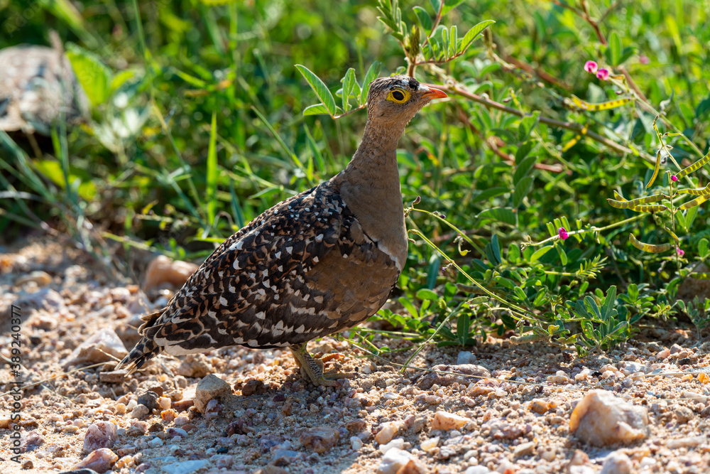 Ganga bibande,.Pterocles bicinctus, Double banded Sandgrouse Ganga bibande,.Pterocles bicinctus, Double banded Sandgrouse