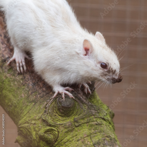 Albino Chipmunk Climbing on a Tree