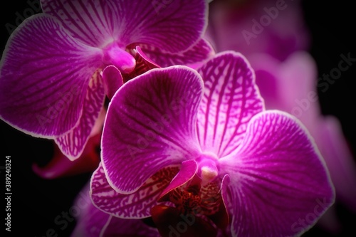 Pink orchids on black background