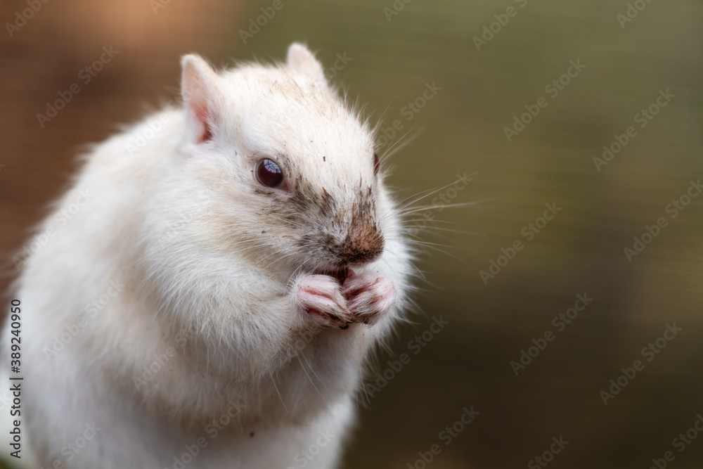 Albino Chipmunk Feeding on the Ground Albino Chipmunk Feeding on the Ground