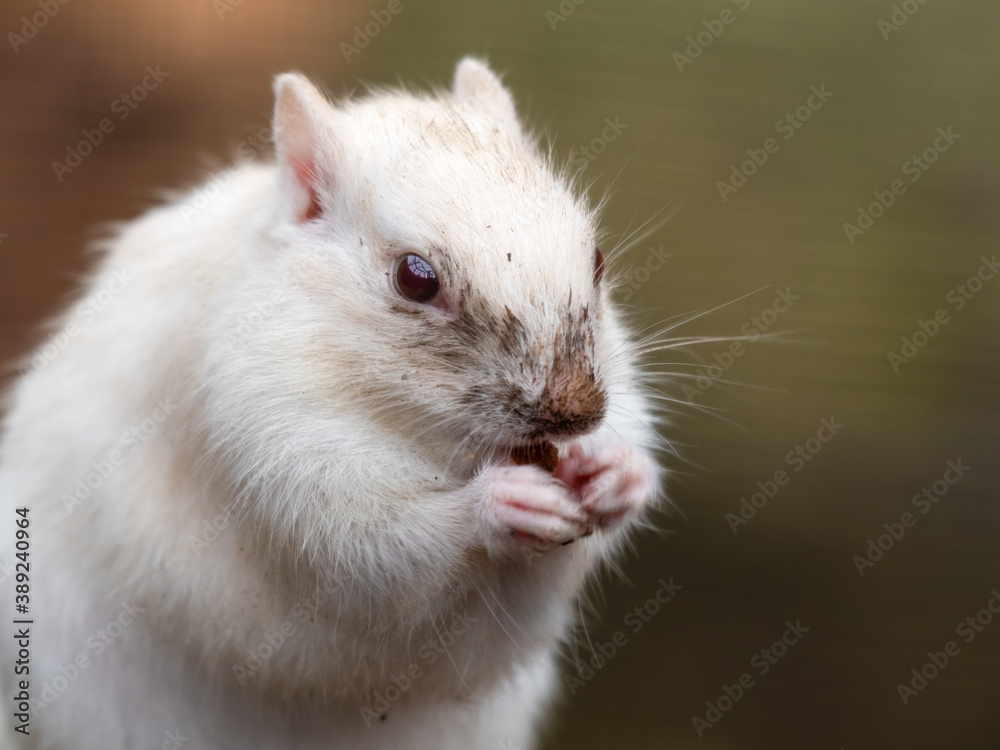 Albino Chipmunk Feeding on the Ground Albino Chipmunk Feeding on the Ground