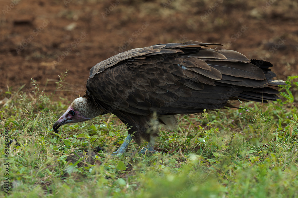 Fototapeta premium Vautour charognard,.Necrosyrtes monachus, Hooded Vulture