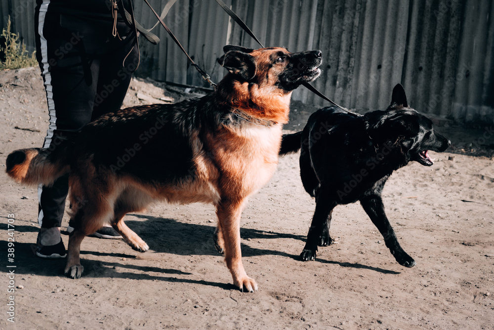 German shepherd kennel, highquality breeding of thoroughbred working dogs. Two charming female