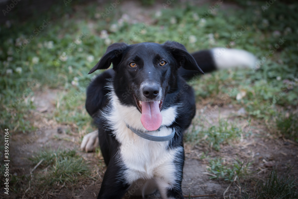 Fototapeta premium Mon chien