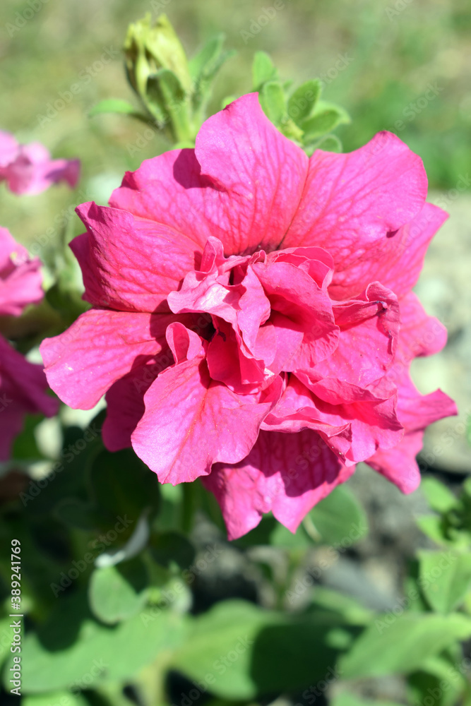 Pink fluffy petunia with green leaves. Vertical photo of a beautiful summer flower on a sunny day. Pink fluffy petunia with green leaves. Vertical photo of a beautiful summer flower on a sunny day.