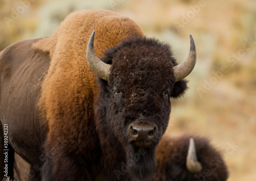 American Bison Bull staring full face view