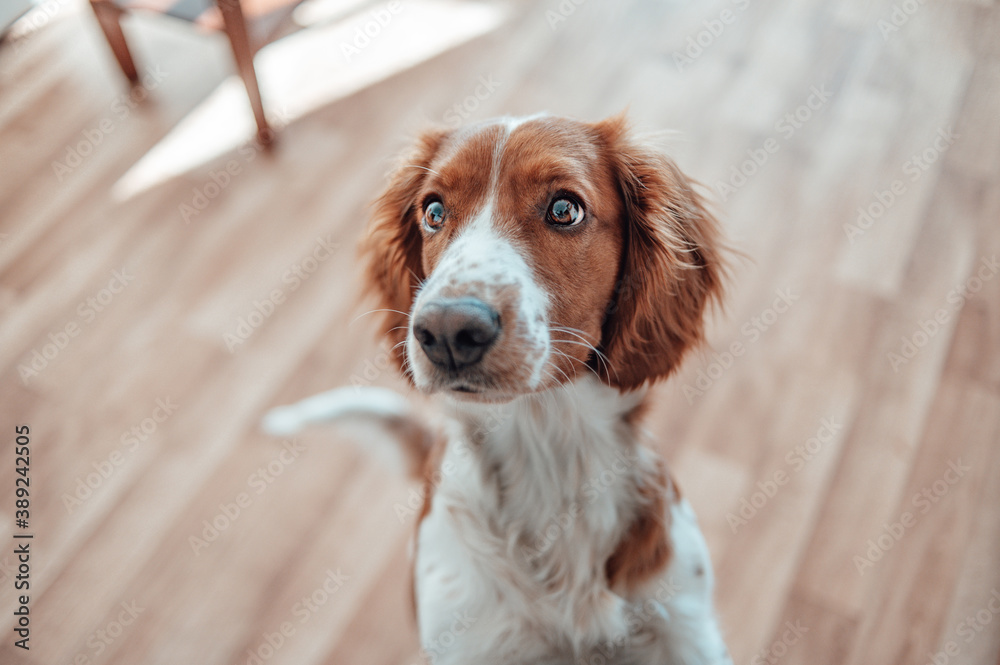 Beautiful cute spotted brown white dog. Welsh springer spaniel pure pedigree breed. Healthy dog resting comfy at home.