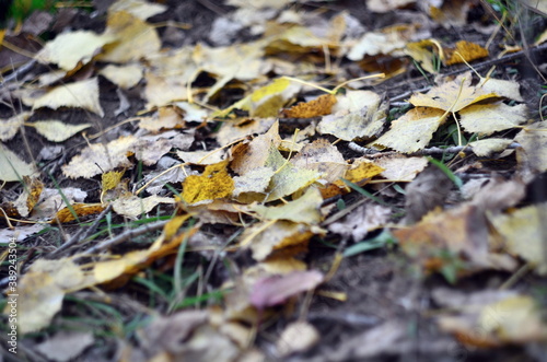 Photo of yellow aspen leaves