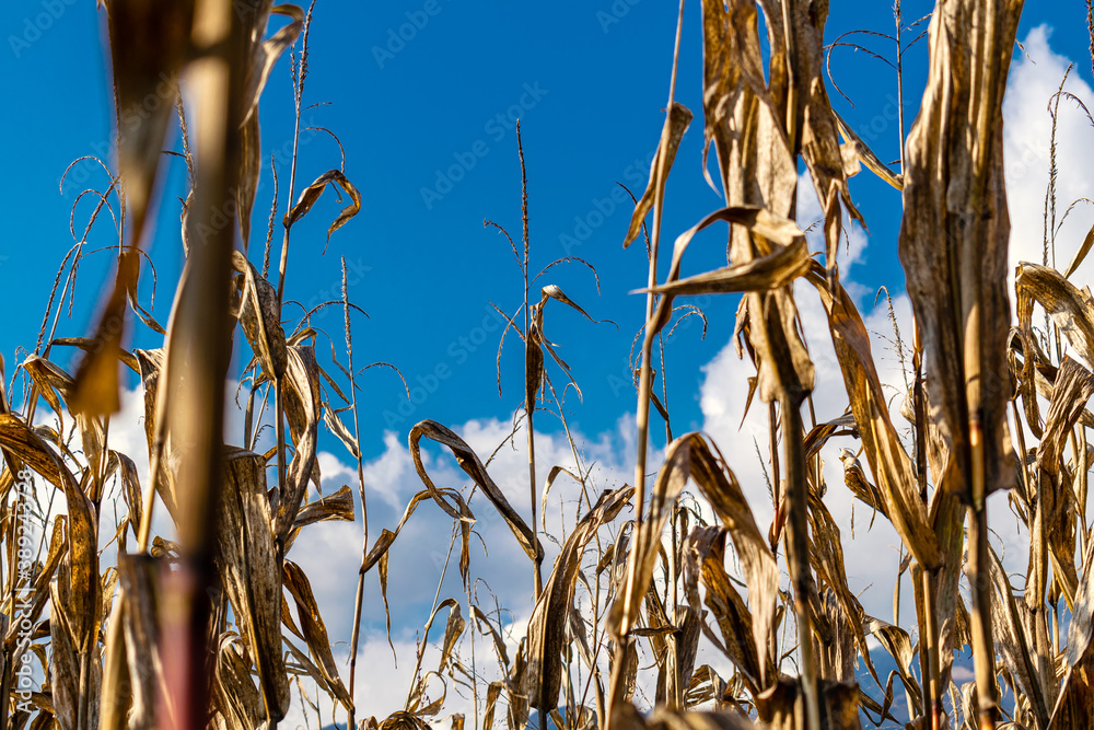 Dry corn fields on a clear autumn day. Santa Giustina, Belluno, Italy