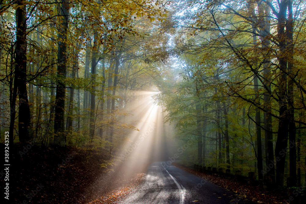 sunbeams through the fog in the forest on the road