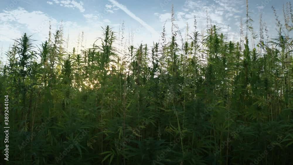 Hemp field on a sunny day. Cannabis plants growing for CBD production. Hemp field on a sunny day. Cannabis plants growing for CBD production.