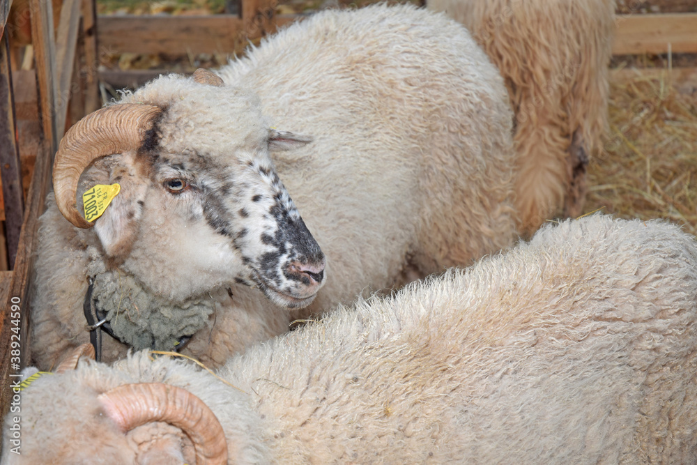 Naklejka premium Animal de la ferme : bélier.