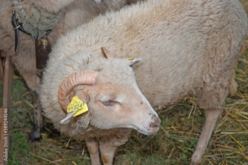 Animal de la ferme : bélier. photo