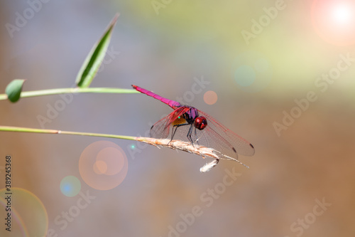 Close-up of a red dragonfly on a branch.
