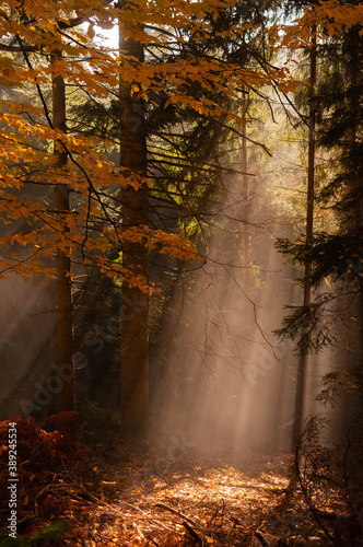 Tapety artystyczne forêt automnal