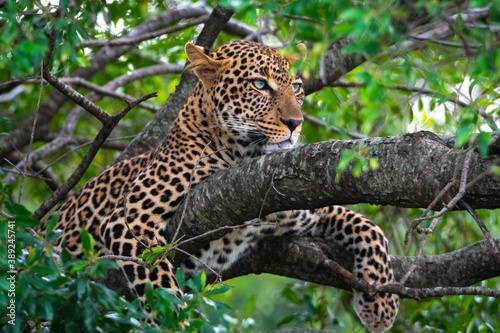 Adult leopard portrait on a tree. Kenya, Africa.