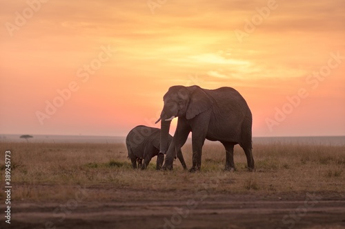 Portrait of mother and baby elephant at sunset. Kenya  Africa