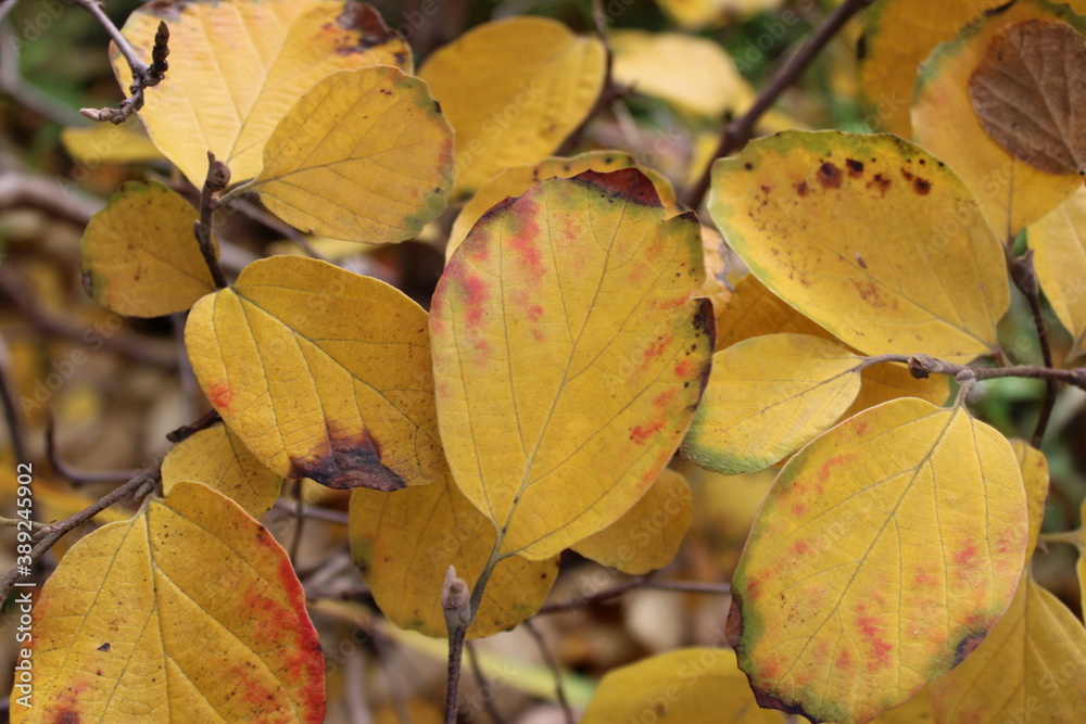 Federbuschstrauch Fothergilla major im Herbst Federbuschstrauch Fothergilla major im Herbst