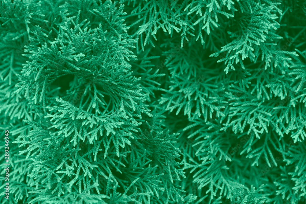 detail of a thuja tree toned