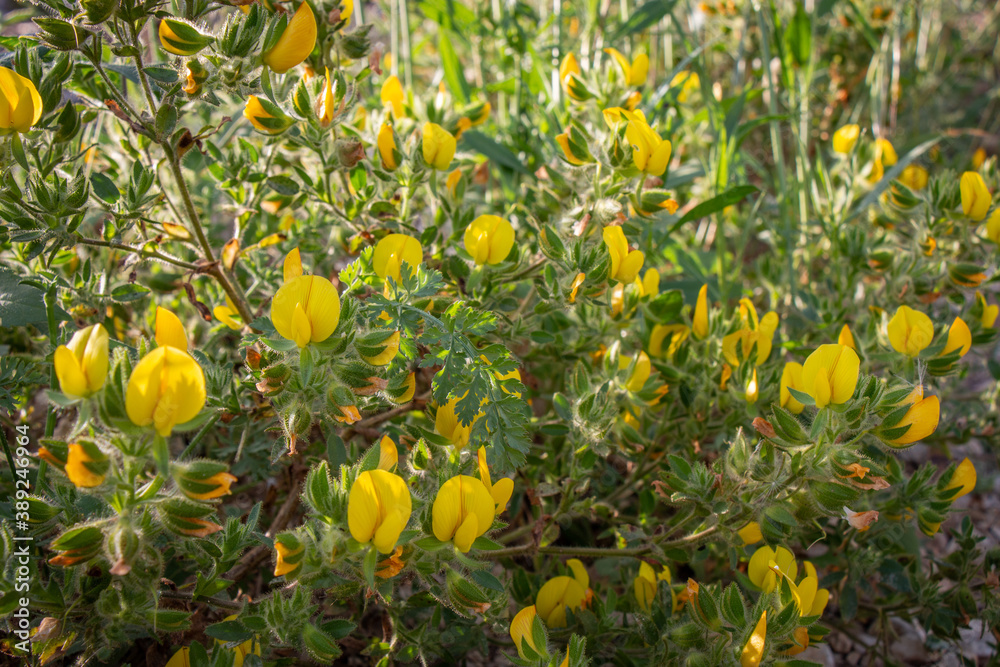 Beautiful macro yellow natural flower