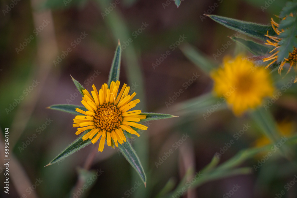 Beautiful macro yellow natural flower