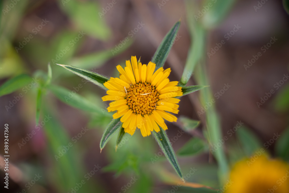 Beautiful macro yellow natural flower