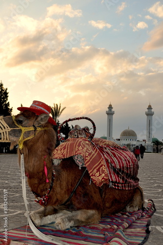 Tunez camello turistico 