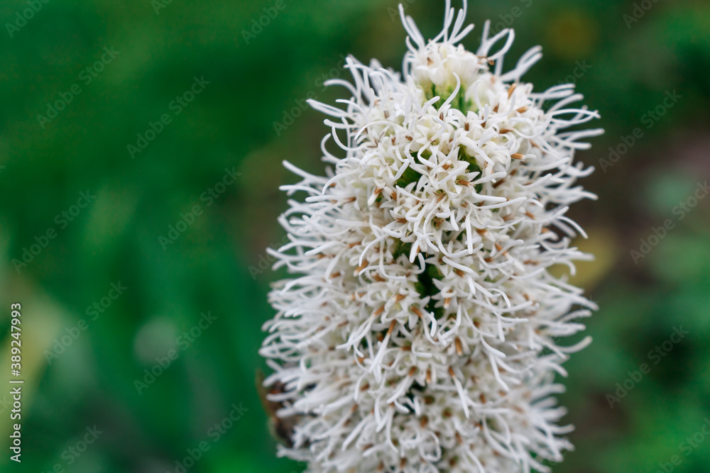 White liatris flower on a green background. Hello summer