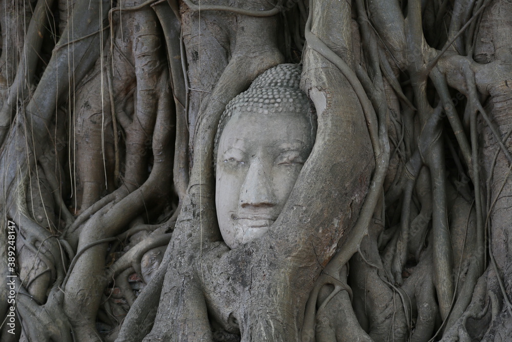 タイのアユタヤの樹木に埋もれた仏頭-2