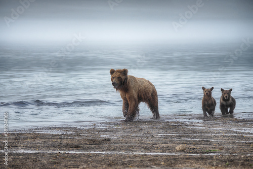She-bear with two cubs.