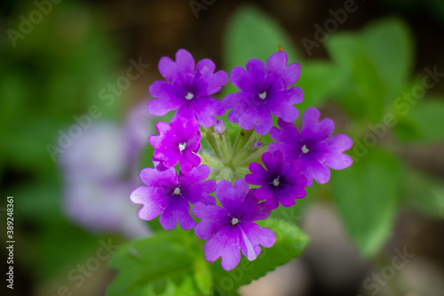 Beautiful macro purple natural flower