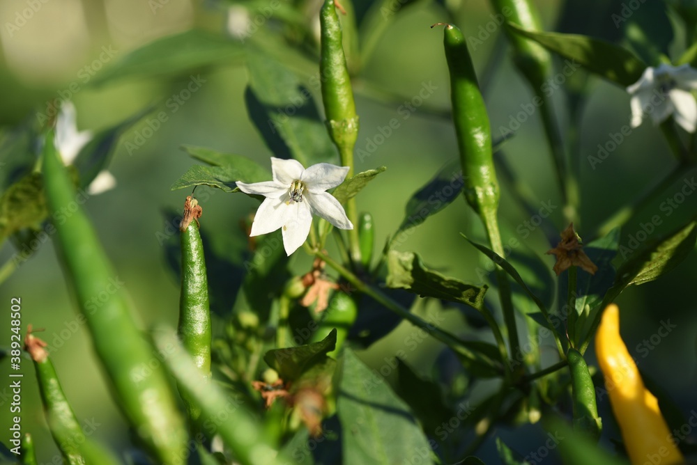 Chilli pepper cultivation / Yellow chilli peppers Chilli pepper cultivation / Yellow chilli peppers