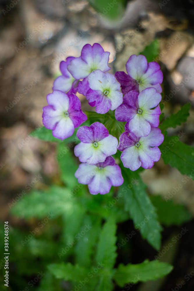 Beautiful macro purple natural flower