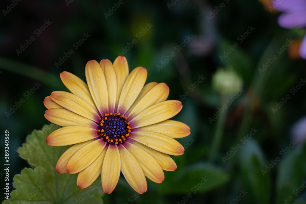 Beautiful macro yellow natural flower