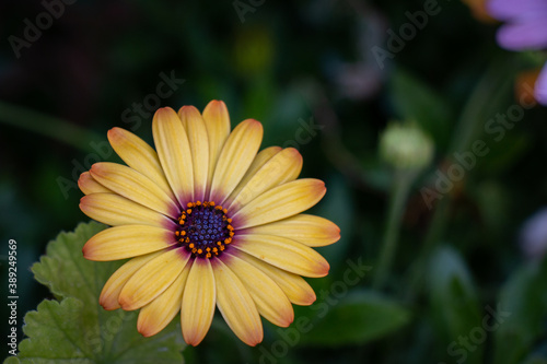 Obraz na płótnie Beautiful macro yellow natural flower w salonie